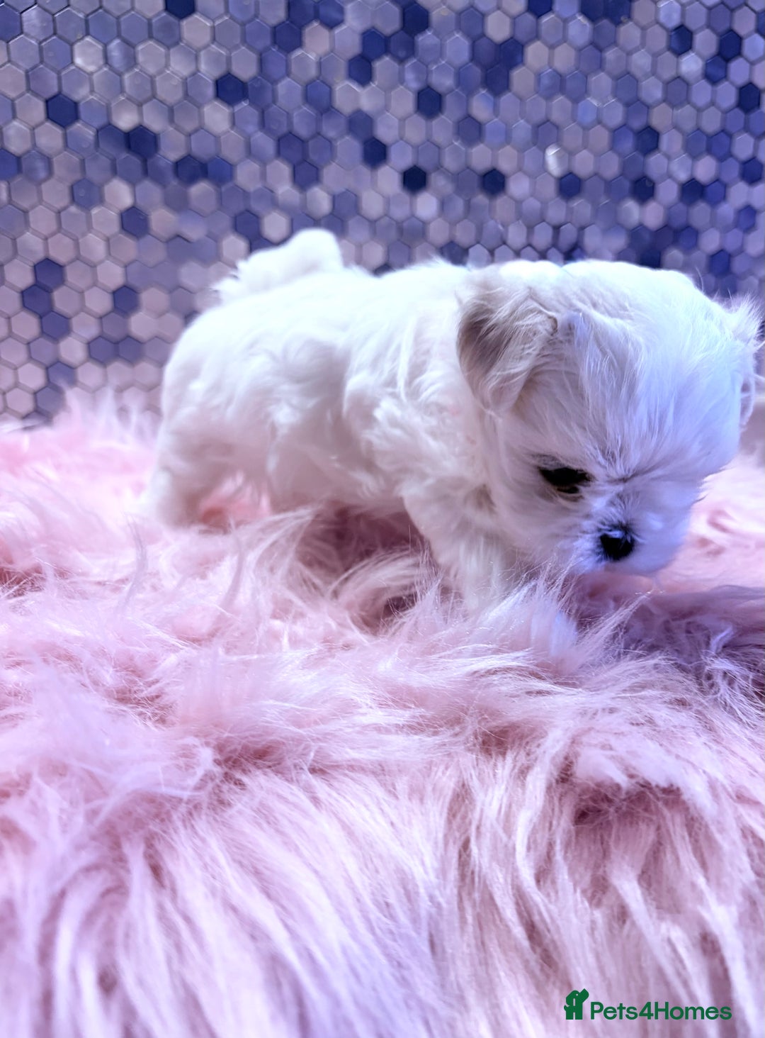 Maltese dogs for sale: ❤️🩵Full Korean Baby pups🩵❤️ - Advert 7
