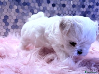 Maltese dogs 🌟🌟Full Korean Baby pups🌟🌟 - Advert 1