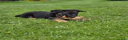 German Shepherd dogs for sale: Dolly and Toby - Advert 6