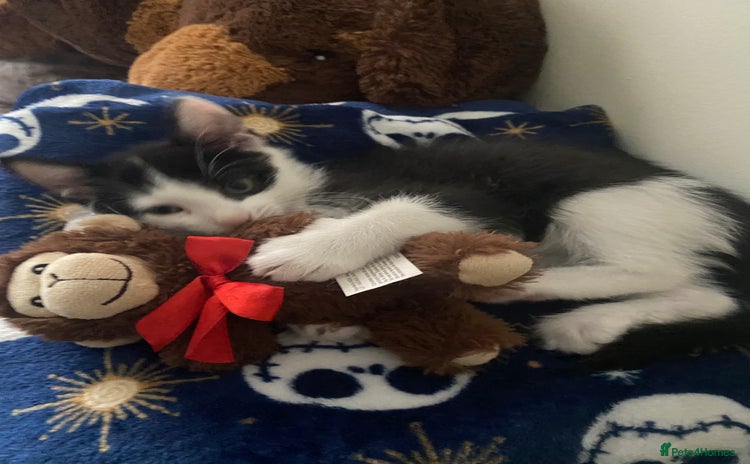 Domestic Shorthair cats in Crawley - Advert 3