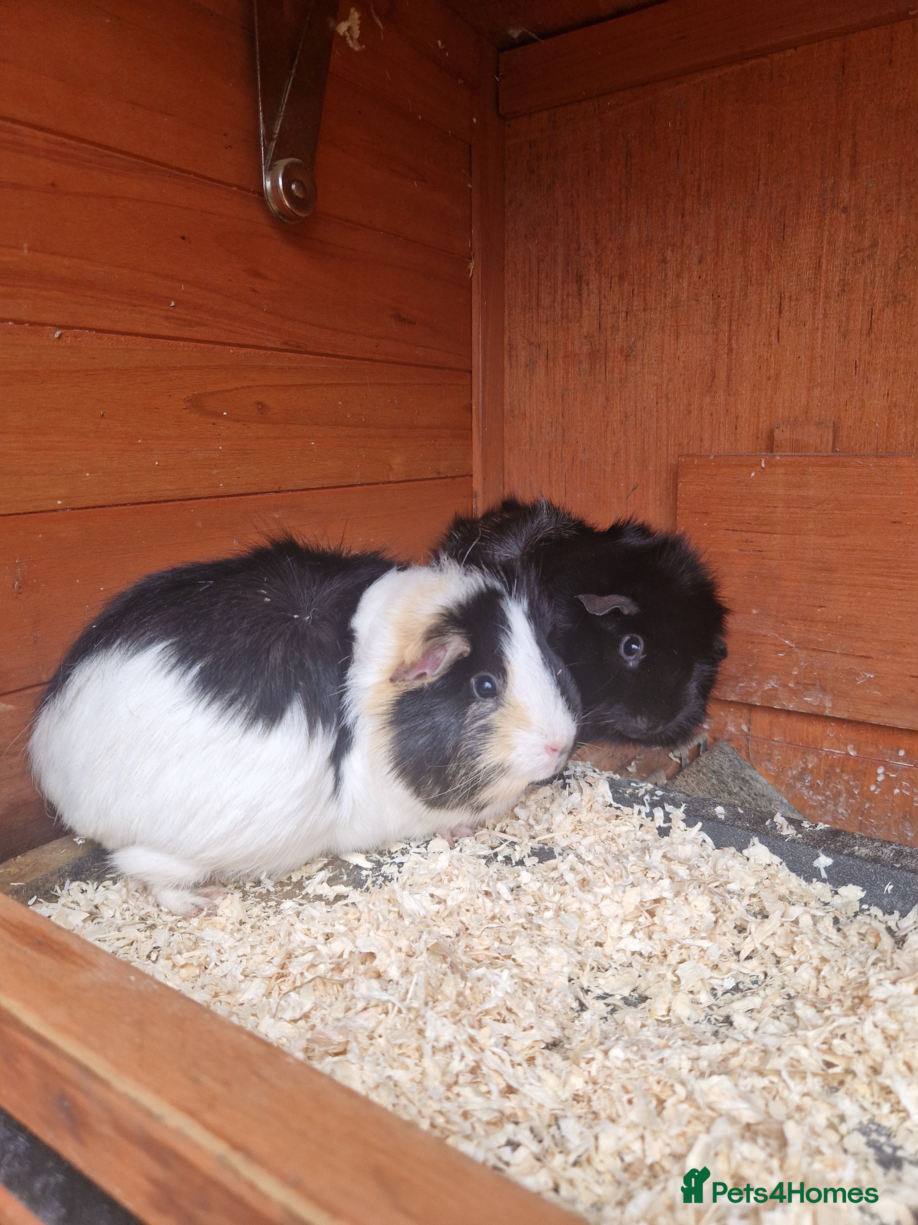 Guinea Pig rodents 2 Guinea Pig Sisters - Advert 1