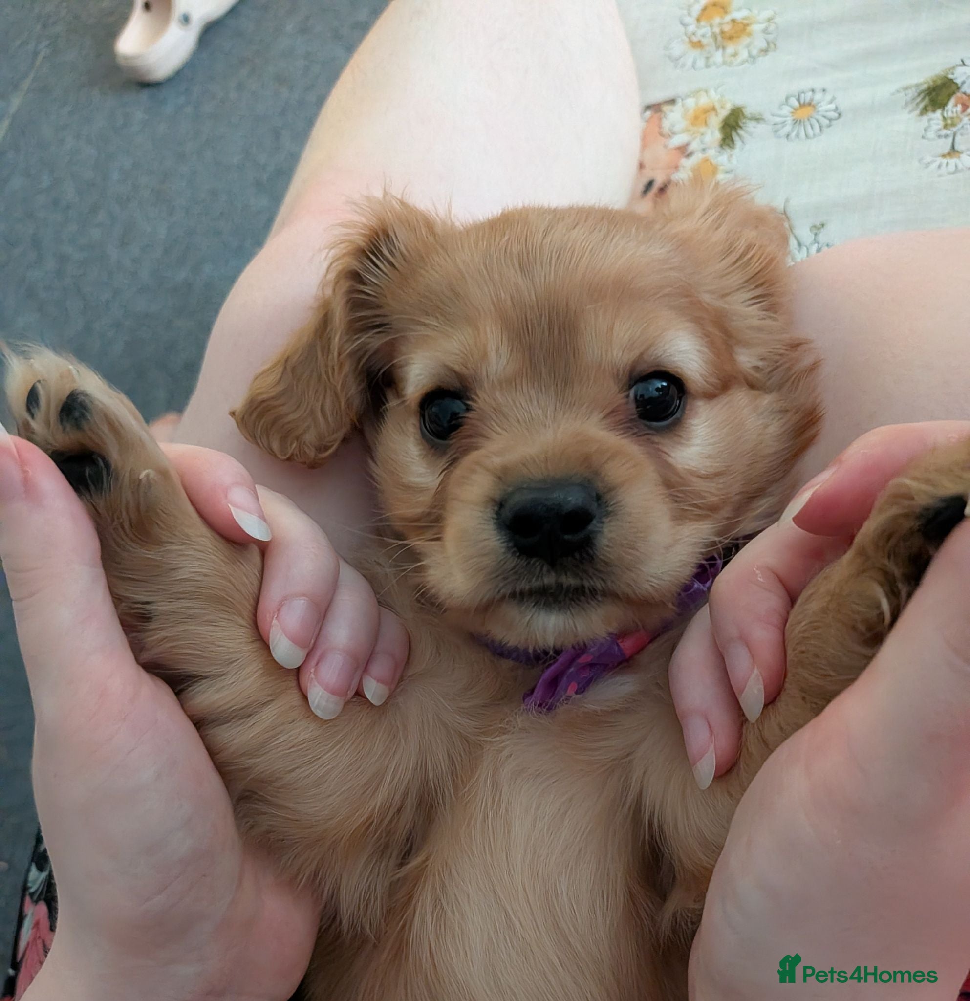 Cavapoo dogs F1B Cavapoo Puppies Health Tested KC Parents - Advert 2