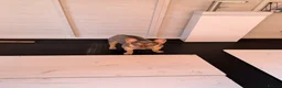 French Bulldog dogs for sale: KC french bulldog  - Advert 5