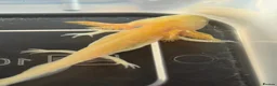 Axolotl reptiles for sale: Axolotl juveniles  - Advert 7