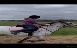 Appaloosa horses for sale: 13.1 hh Appaloosa Mare  - Image 18