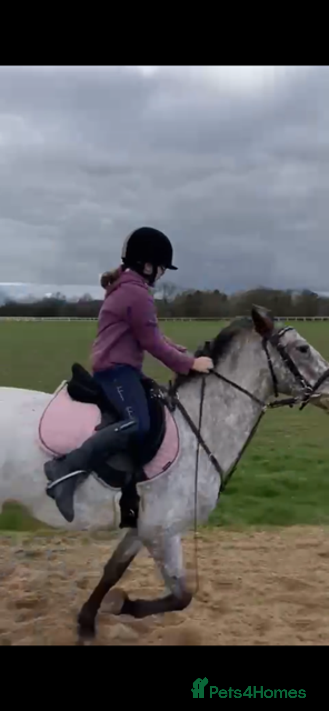 Appaloosa horses for sale: 13.1 hh Appaloosa Mare  - Image 18