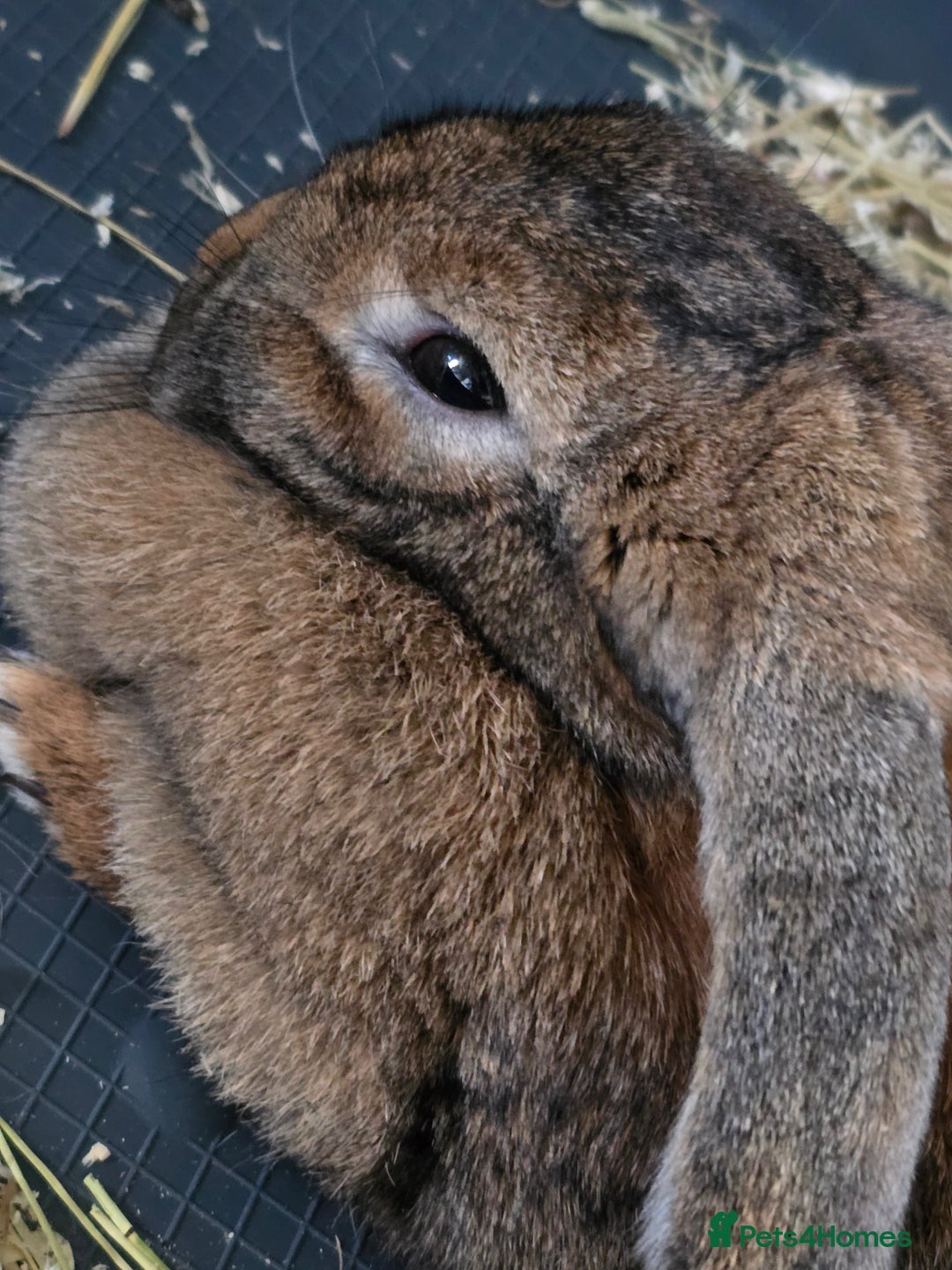 Mixed Breed rabbits for sale: Beautiful Mixed Girl Rabbit  - Image 5