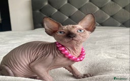 Sphynx cats for sale: Canadian sphinx kittens blue eyes girls  - Image 17