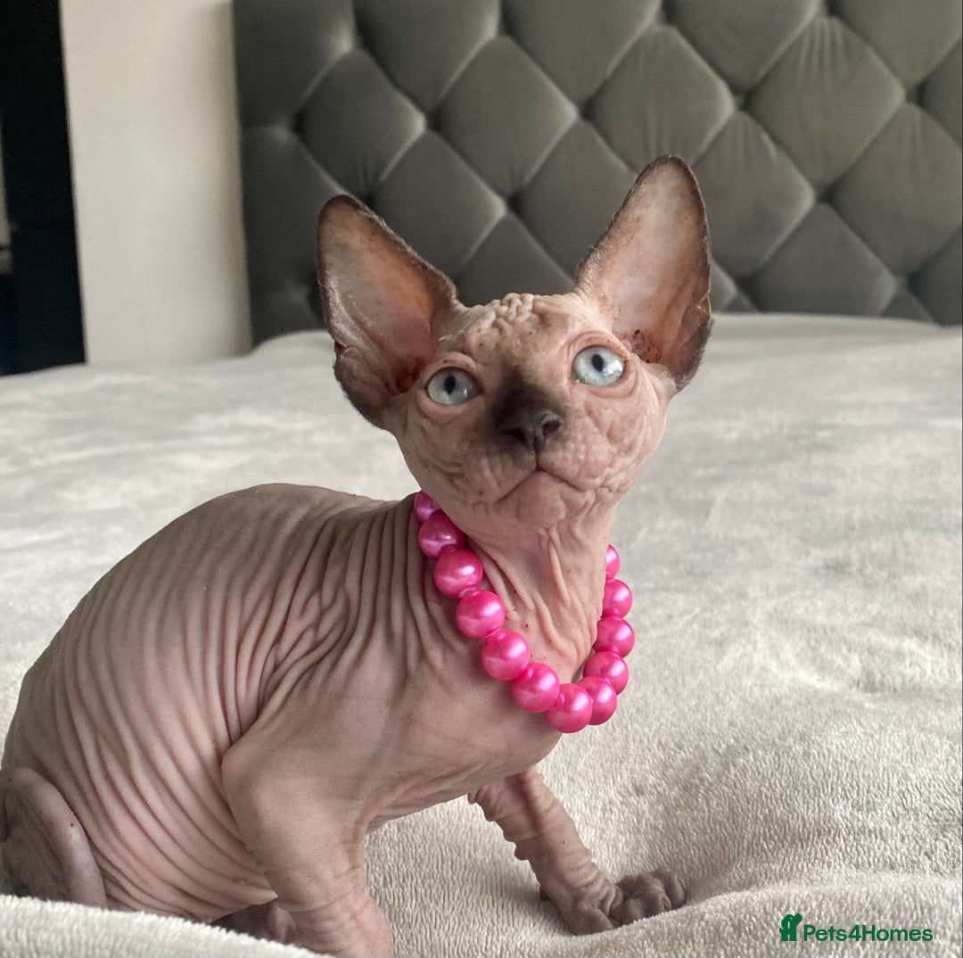 Sphynx cats for sale: Canadian sphinx kittens blue eyes girls  - Image 17