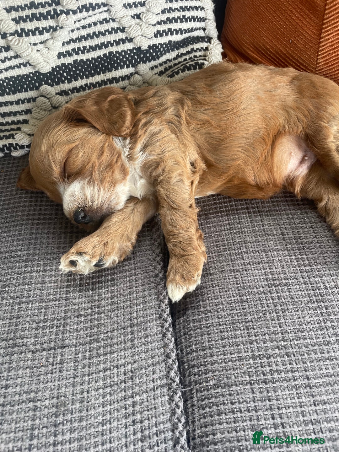 Cockapoo dogs for sale: F1 MINIATURE SHOW-LINE COCKAPOO PUPPIES   - Image 17