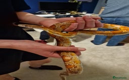 Corn Snake reptiles for sale: 6 yr old corn snake & 4ft Vivarium & accessories  - Advert 12