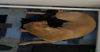 Mixed Breed dogs - Advert 12