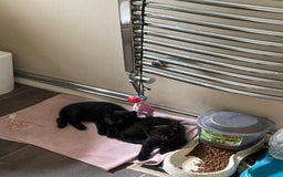 Mixed Breed cats for sale: Little kittens for sale - Image 11