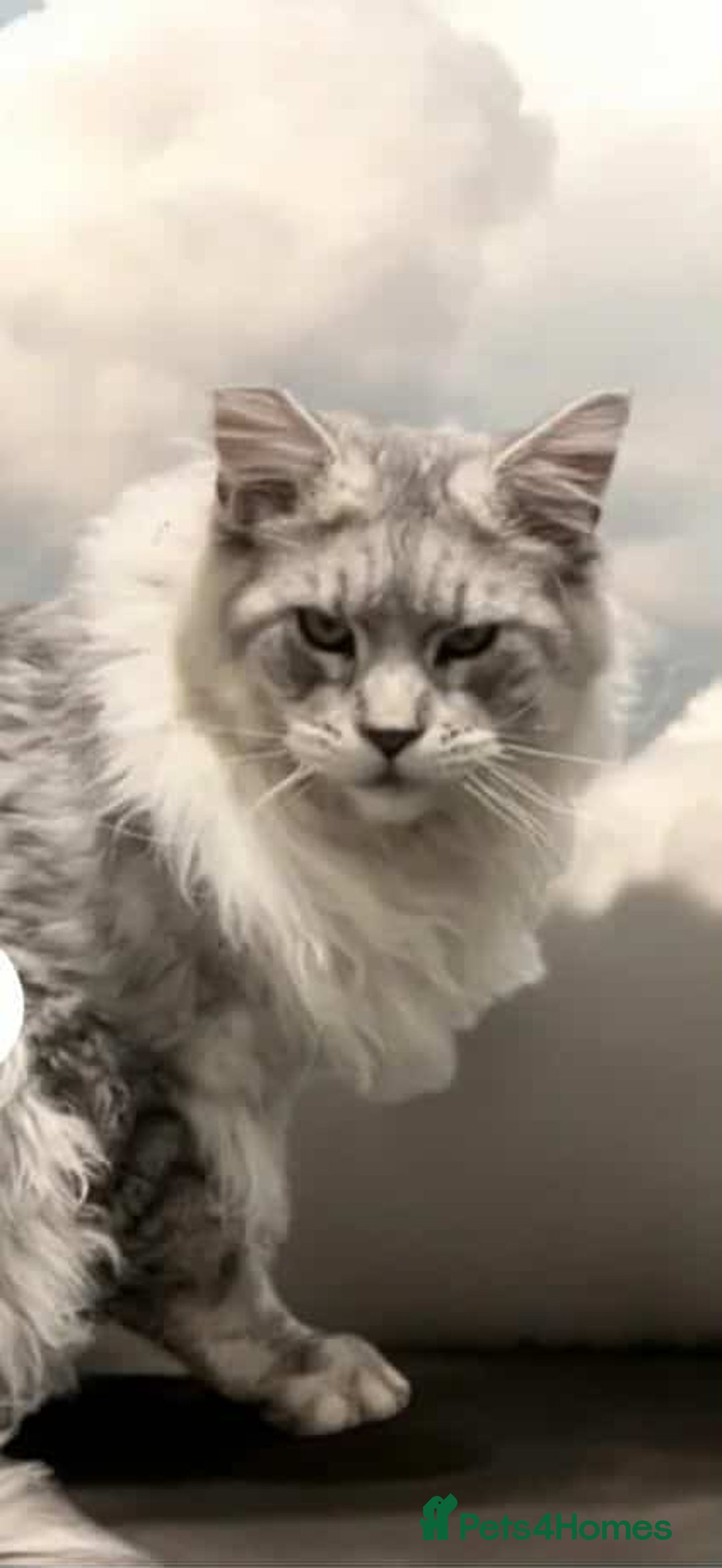 Maine Coon cats for sale: XXL Champion Line Maine Coons – Rare, Very Fluffy! - Advert 25