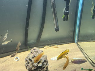 Cichlids fish Mbuna cichlids - Advert 1