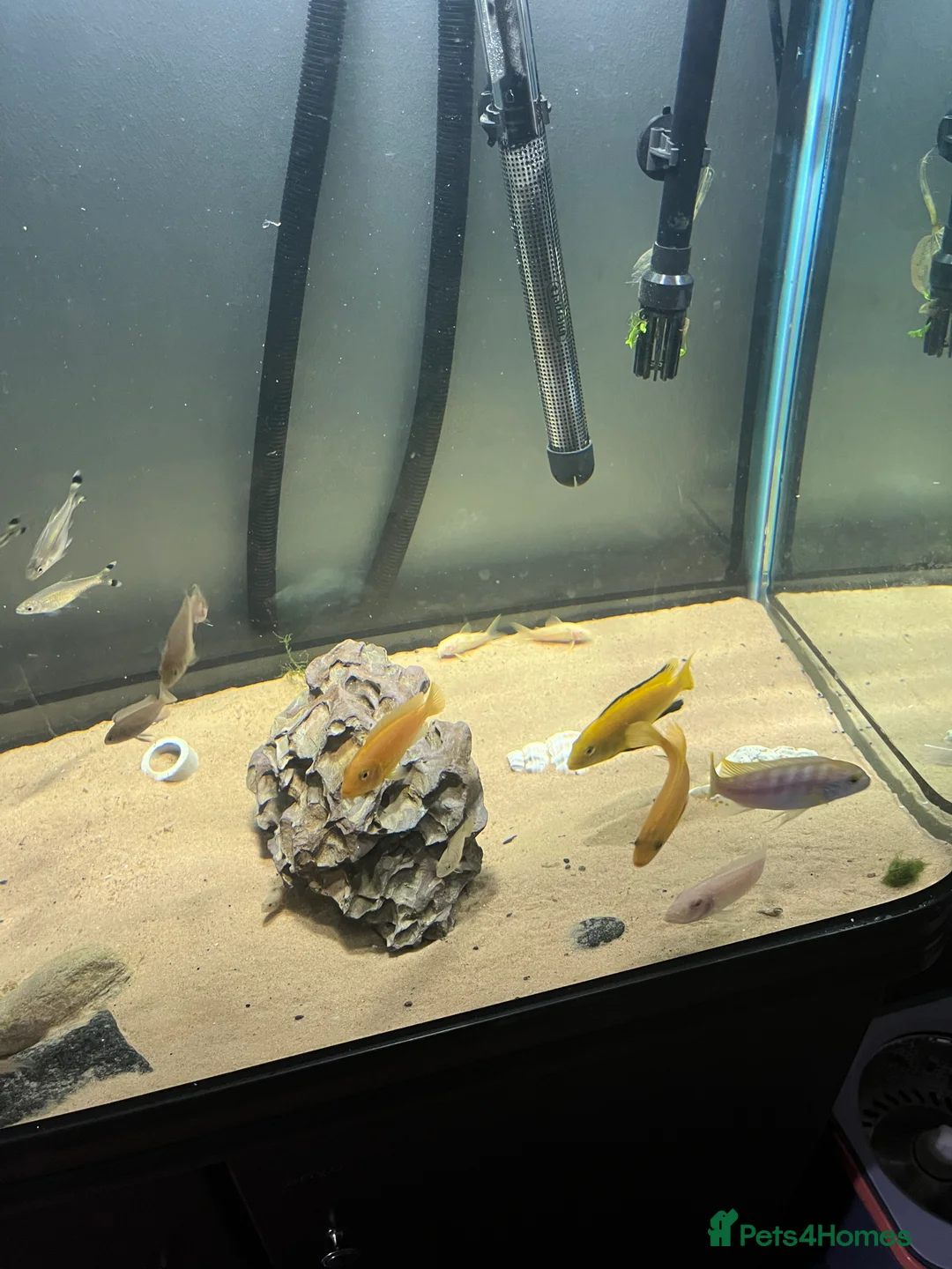 Cichlids fish for sale: Mbuna cichlids - Advert 1