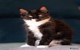 Maine Coon cats for sale: Pedigree Maine Coon Kittens (TICA) - Image 30