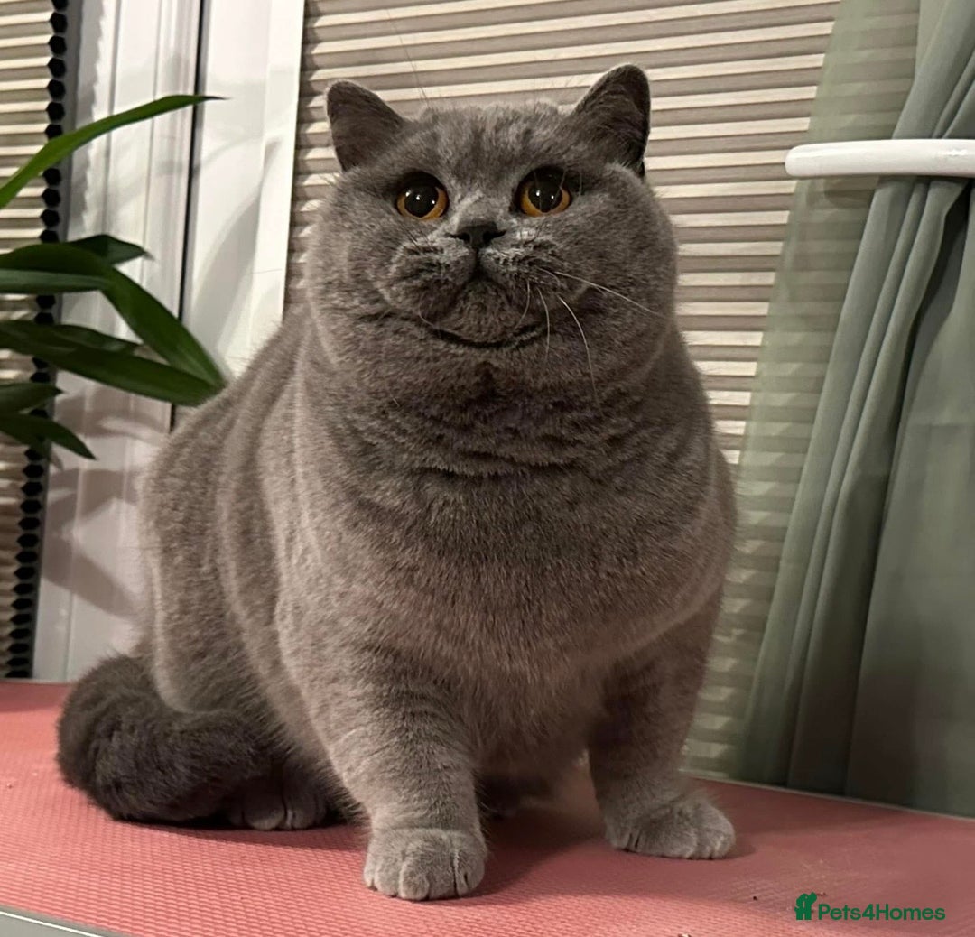 British Shorthair cats for sale: Gorgeous British Femal - Advert 1