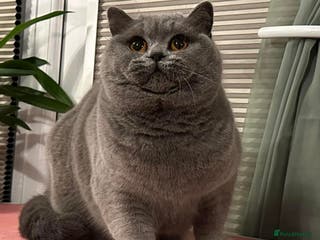 British Shorthair cats Gorgeous British Female - Advert 11