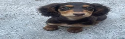 Cocker Spaniel dogs for sale: 7 Chocolate & Tan Cocker Spaniel Pups  - Advert 9