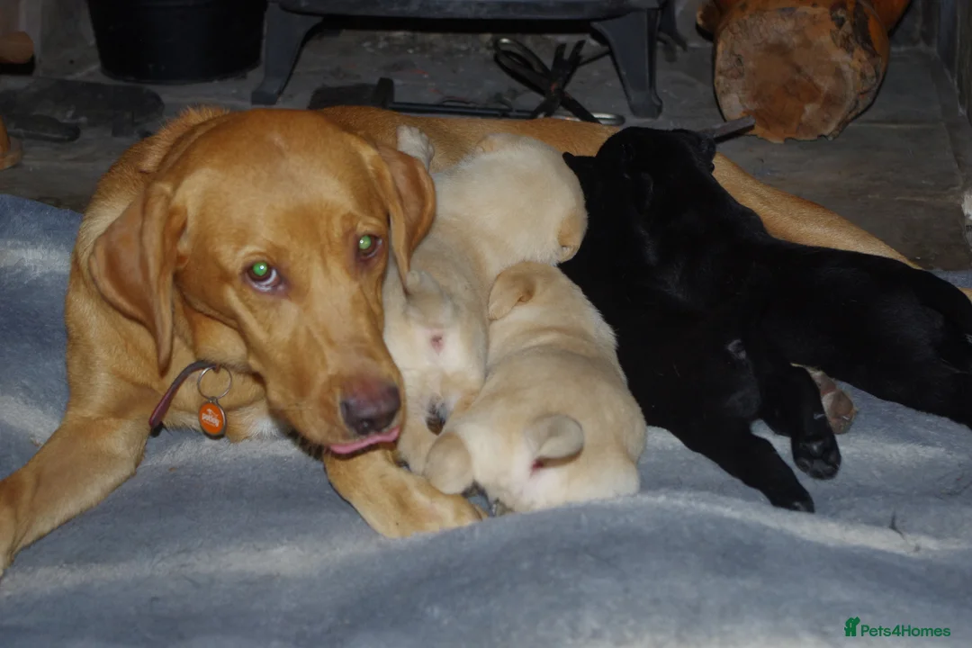 Labrador Retriever dogs for sale: lovely litter of labrador puppies in Darwen - Advert 8