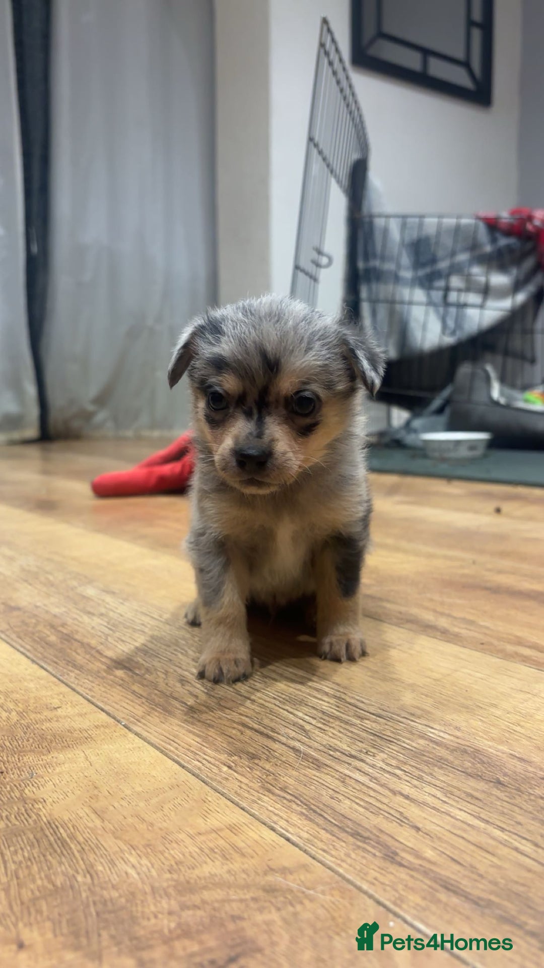 Chihuahua dogs for sale: MERLE CHIHUAHUAS 🐶 2 BOYS 1 GIRL STILL AVAILABLE - Advert 38