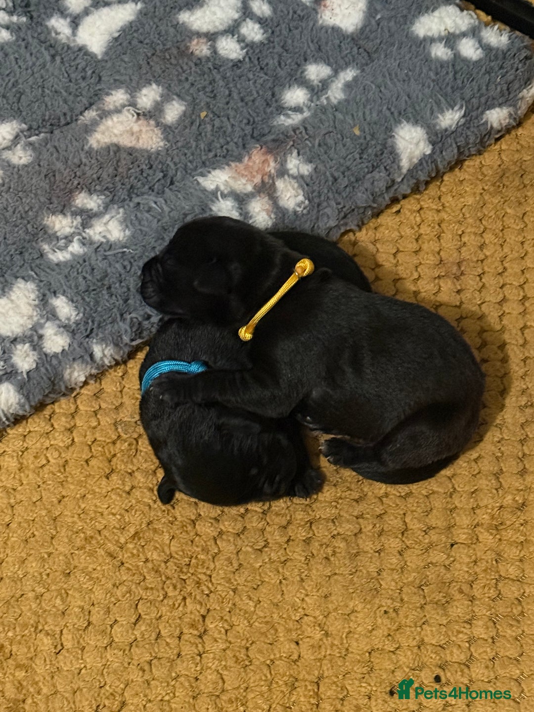 Mixed Breed dogs for sale: Mastador pups - Image 5