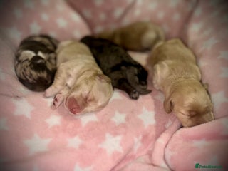 Cockapoo dogs F1 Miniature Cockapoo. - Advert 1