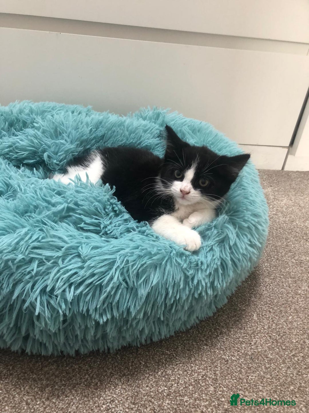 Mixed Breed cats for sale: Lovely Kittens 🖤 - Image 1