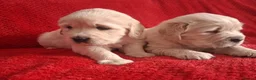 Golden Retriever dogs for sale: Gorgeous golden retriever puppies! - Advert 1