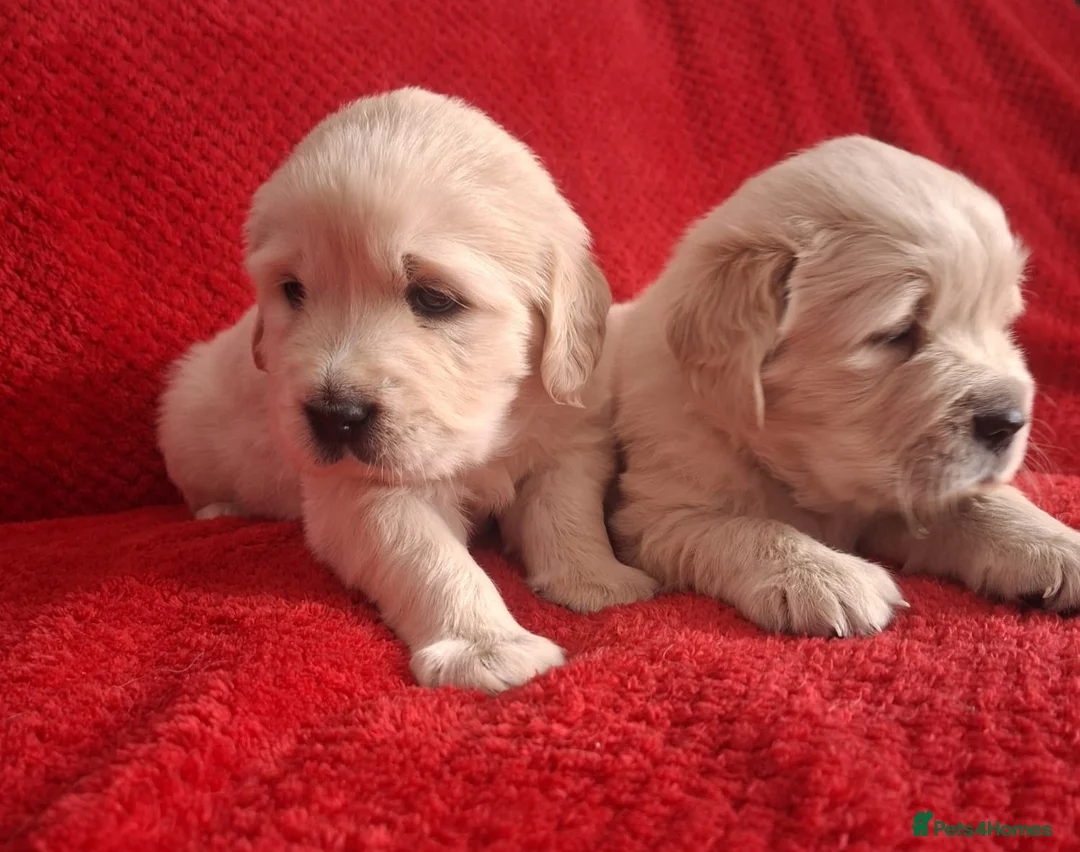 Golden Retriever dogs for sale: Gorgeous golden retriever puppies! - Advert 1