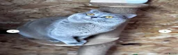 British Shorthair cats for sale: Stunning Litter of GCCF British Shorthairs - Advert 2