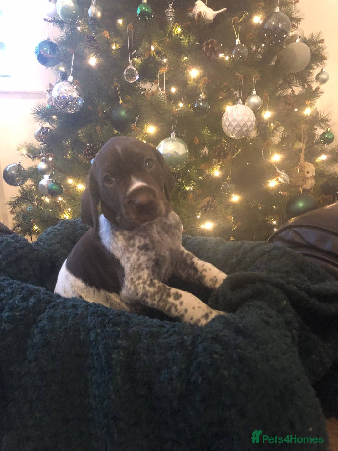 German Shorthaired Pointer dogs for sale: ALL RESERVED  - Advert 34