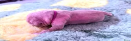 Goldador dogs for sale: Beautiful Goldador Puppies - Advert 19
