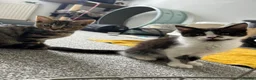 Mixed Breed cats for sale: Two beautiful kittens - Advert 1