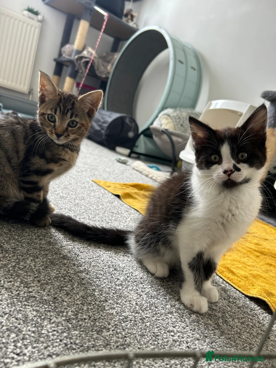 Mixed Breed cats for sale: Two beautiful kittens - Advert 1