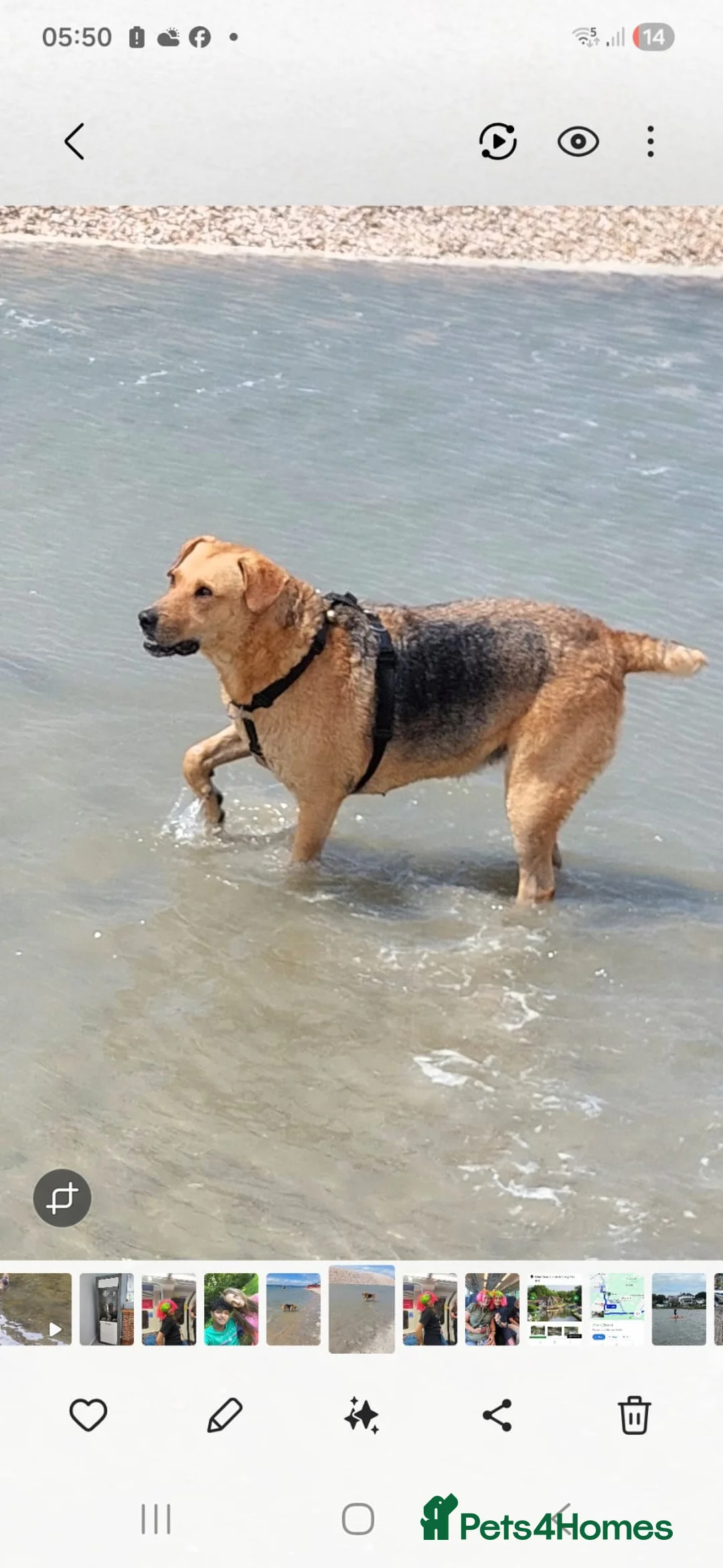 Mixed Breed dogs for adoption: SWEET TRINITY NEEDS A NEW HOME - Advert 7