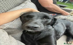 Labrador Retriever dogs for adoption: Pixie - Badersfield Norfolk  - Image 4
