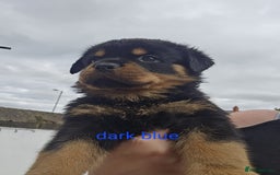 Rottweiler dogs for sale: Beautiful rottweiler puppies - Image 21