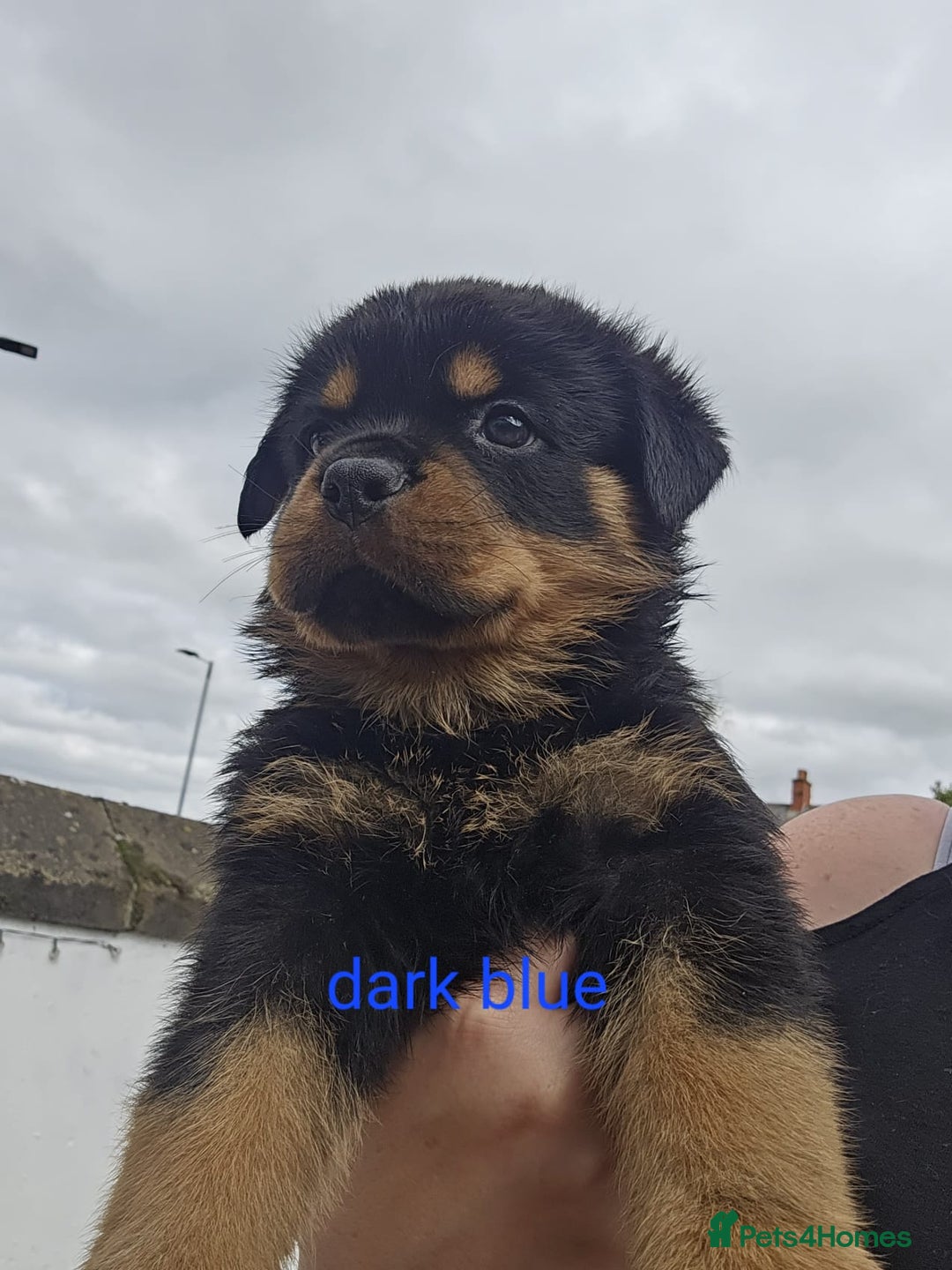 Rottweiler dogs for sale: Beautiful rottweiler puppies - Image 21