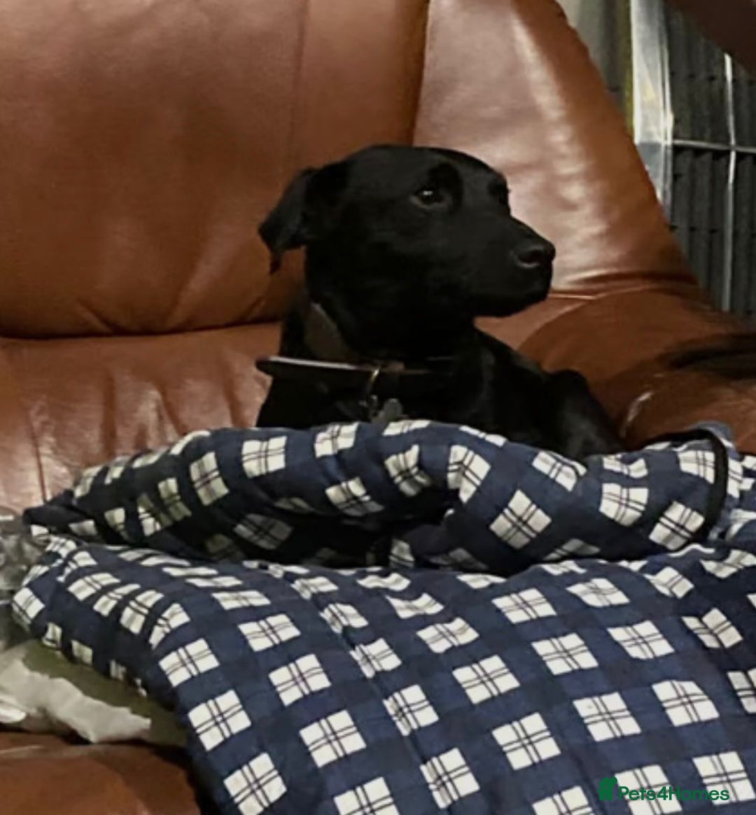Patterdale Terrier dogs for sale: Super cute little girl, ready for forever home - Advert 7
