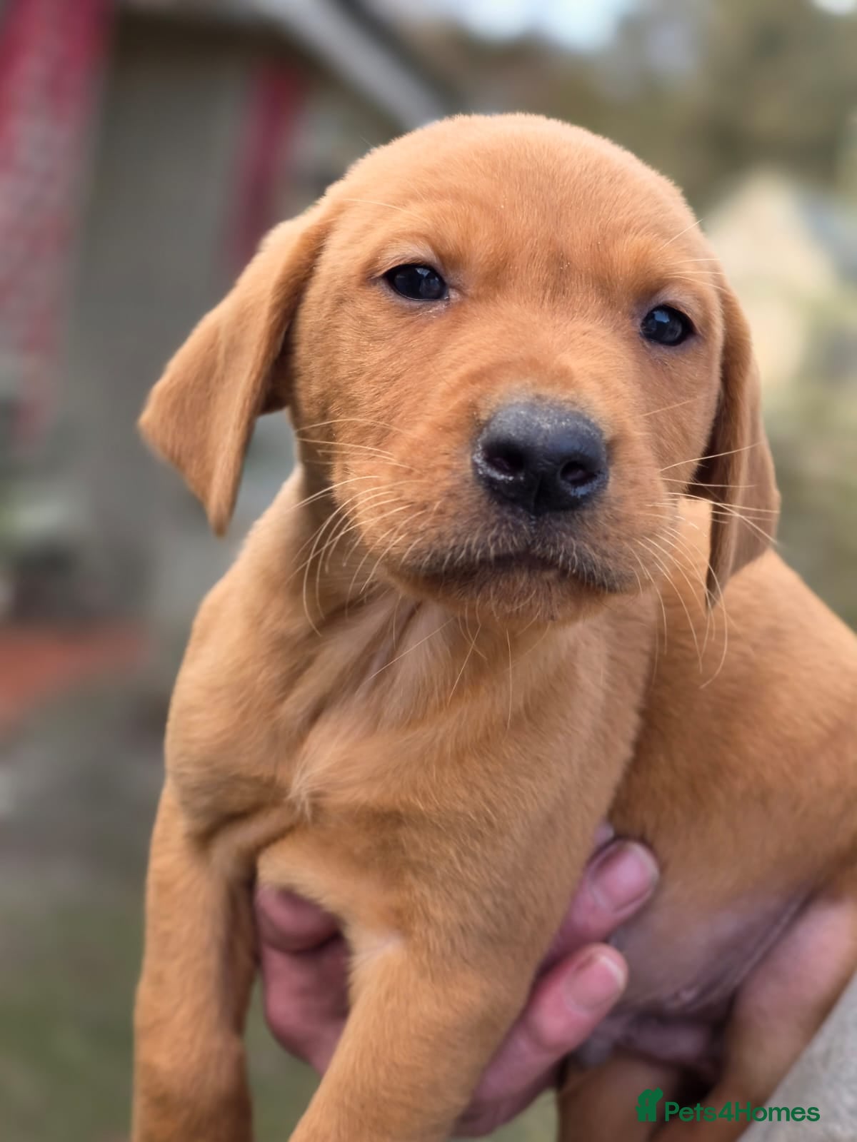 Labrador Retriever dogs 2 boy KC labradors for sale  - Advert 1