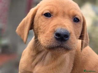 Labrador Retriever dogs 2 boy KC labradors for sale - Advert 1