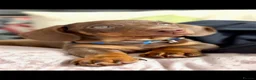 Miniature Dachshund dogs for stud: chocolate boy carries fluffy gene for stud  - Advert 15