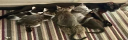 Mixed Breed cats for sale: Beautiful Bonded Tabby Boys – Reggie & Ronnie  - Advert 14