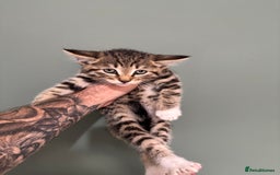 Maine Coon cats for sale: 5 amazing kittens  - Image 5