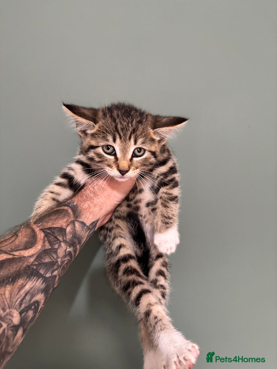 Maine Coon cats for sale: 5 amazing kittens  - Image 5