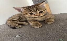 Mixed Breed cats for sale: Mix breed beautiful kittens - Image 5