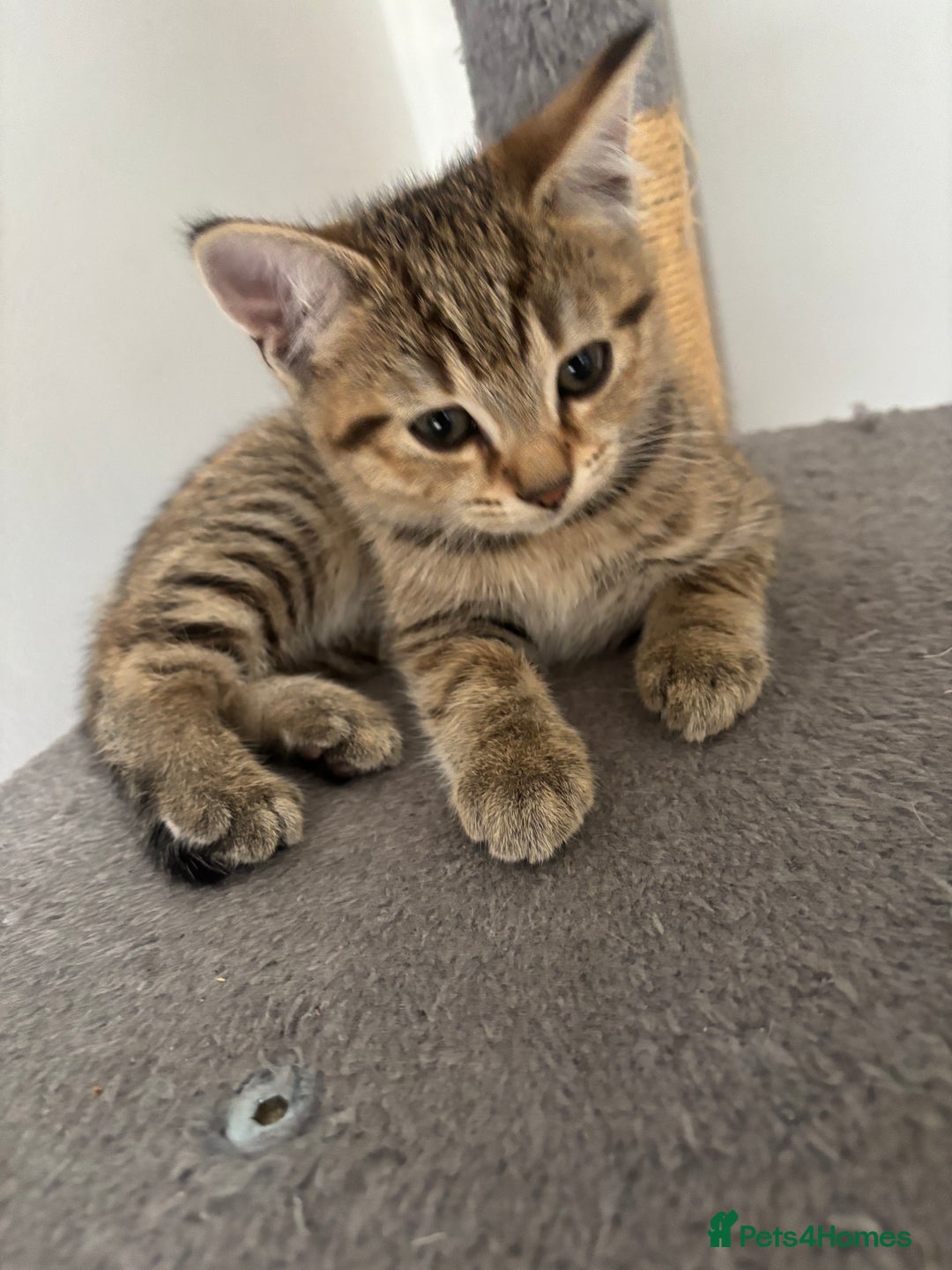 Mixed Breed cats for sale: Mix breed beautiful kittens - Image 5