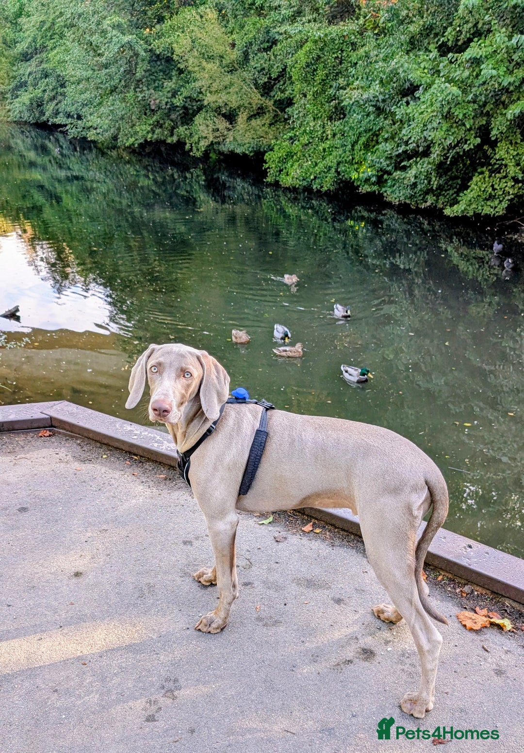 Weimaraner dogs for sale: Young Male Weimaraner  - Advert 3